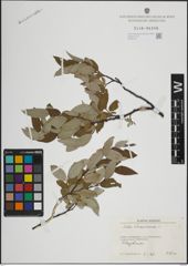 Foto von Salix lapponum L.